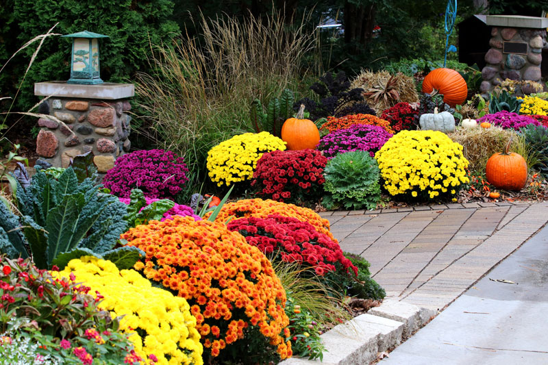 How to Care for Mums in Spring (So They Bloom Like Crazy Later)